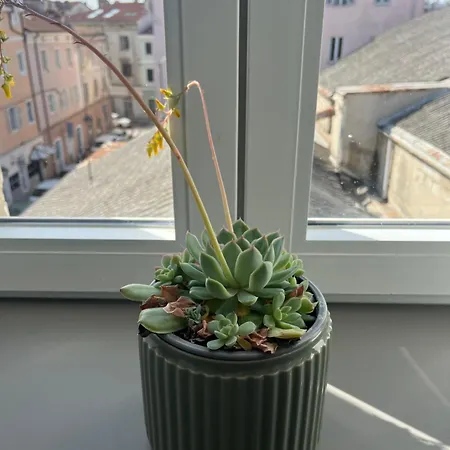 Nona Marija Centar Apartamento Pula