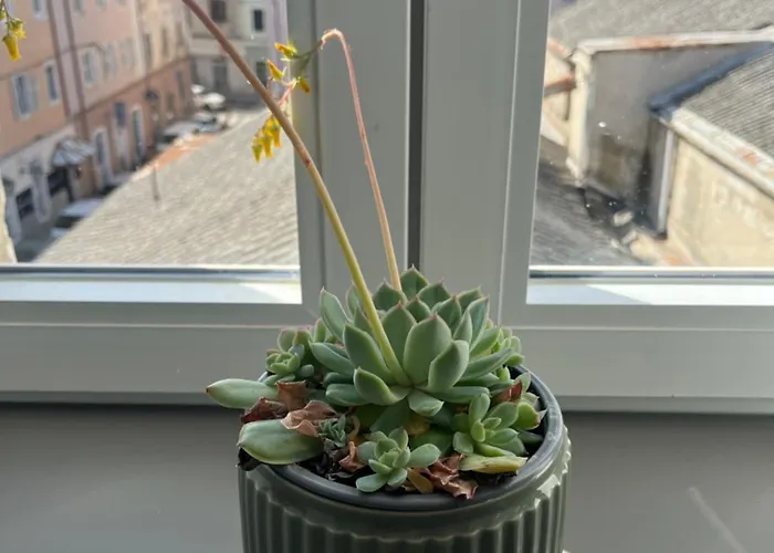 Nona Marija Centar Apartmán Pula