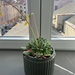 Nona Marija Centar Apartment Pula